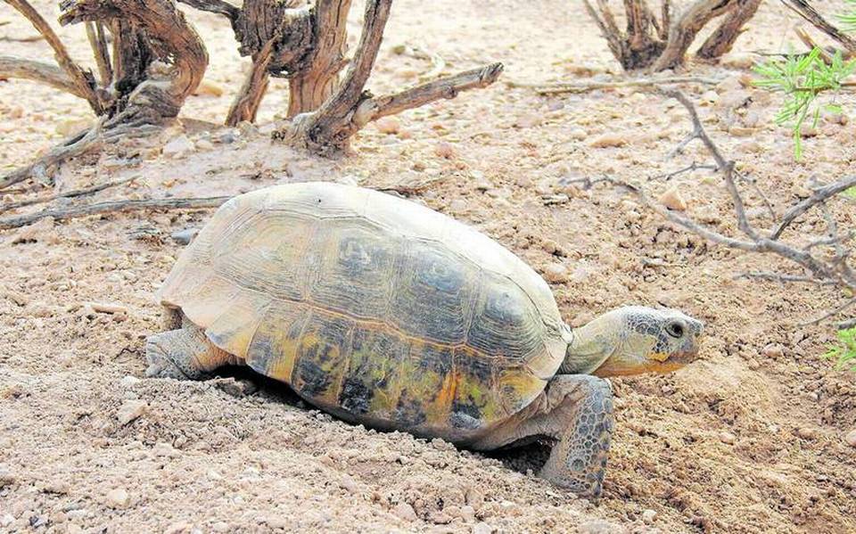 Tortuga Bolsón en peligro de extinción; buscan proteger la - El Sol de la Laguna | Noticias Locales, Policiacas, sobre México, Coahuila y el Mundo