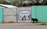 Las heces de los perros callejeros y mascotas domésticas afectan al medio ambiente, dice ambientalista. / Foto: Vero Salinas | Noticias de El Sol de La Laguna