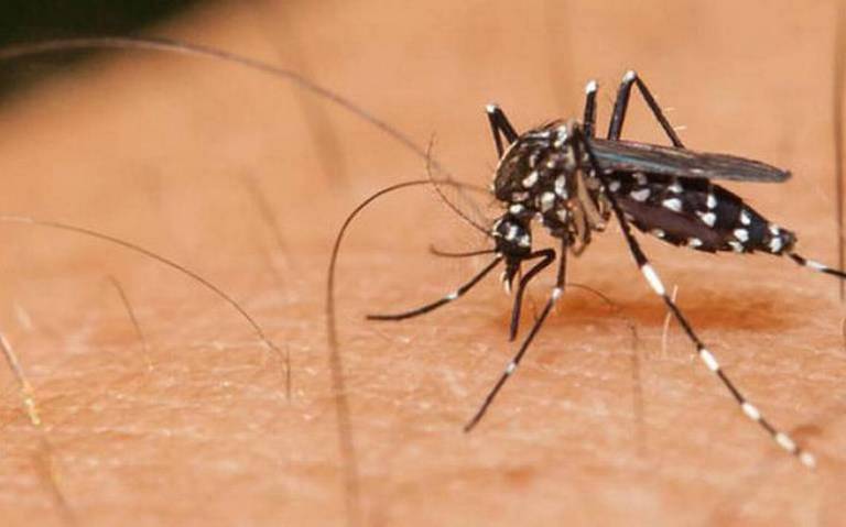 Muere primer paciente de dengue hemorrágico en Coahuila - El Sol de la  Laguna | Noticias Locales, Policiacas, sobre México, Coahuila y el Mundo