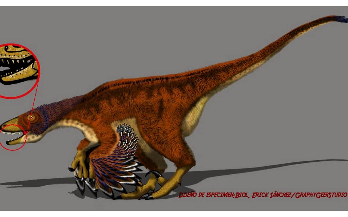 Descubren fósiles de nuevos dinosaurios en Coahuila museo del desierto  servicio geologico de mexico - El Sol de México | Noticias, Deportes,  Gossip, Columnas