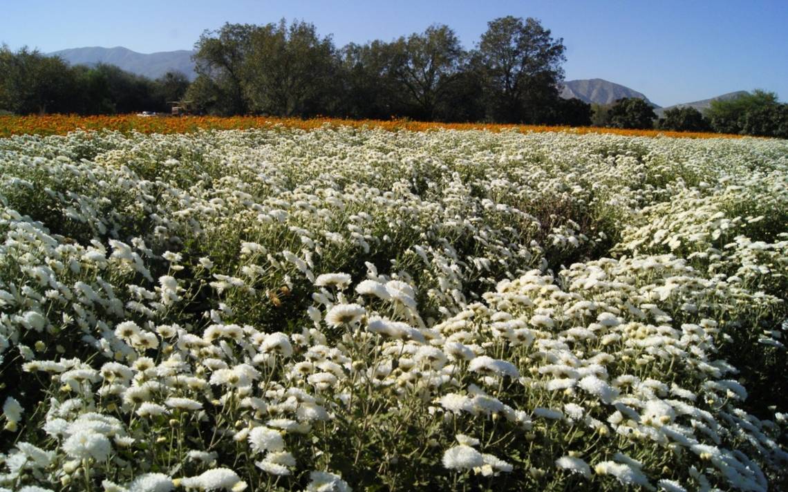En Lerdo se sembraron 80 hectáreas de flores para el Día de Muertos - El  Sol de la Laguna | Noticias Locales, Policiacas, sobre México, Coahuila y  el Mundo