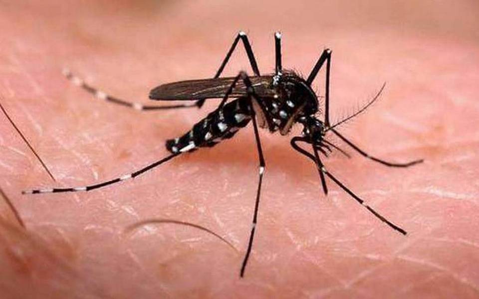 Detectan dengue hemorrágico en Coahuila: murió un paciente - El Sol de la  Laguna | Noticias Locales, Policiacas, sobre México, Coahuila y el Mundo