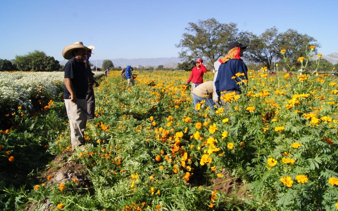 Alistan productores corte de flores para el Día de Muertos en La Laguna -  El Sol de la Laguna | Noticias Locales, Policiacas, sobre México, Coahuila  y el Mundo